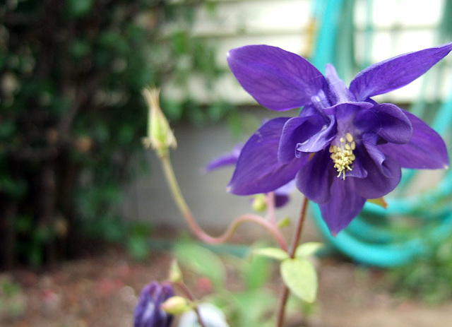 Blue Columbine