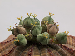 Euphorbia obesa - mit weiblicher Blüte und Samenkapseln