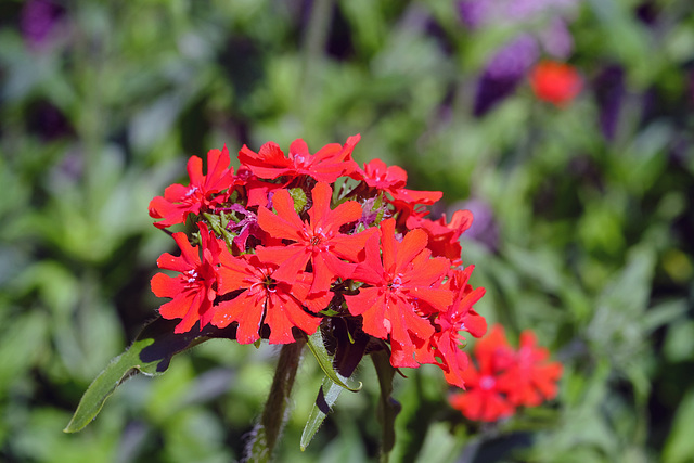 Wisley RHS Gardens X-T1 Olympus 50mm Macro 1