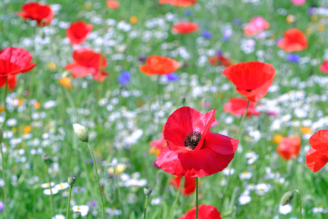 Wisley RHS Gardens X-T1 Olympus 50mm Macro 5