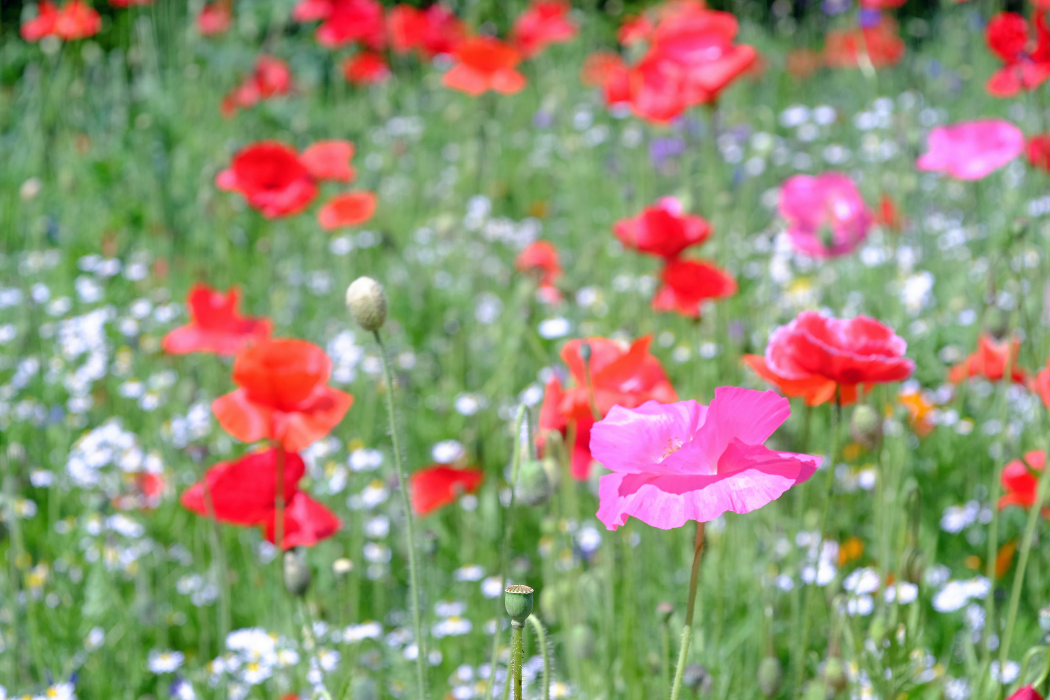 Wisley RHS Gardens X-T1 Olympus 50mm Macro 6