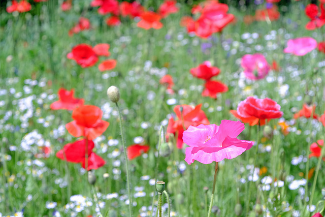 Wisley RHS Gardens X-T1 Olympus 50mm Macro 6