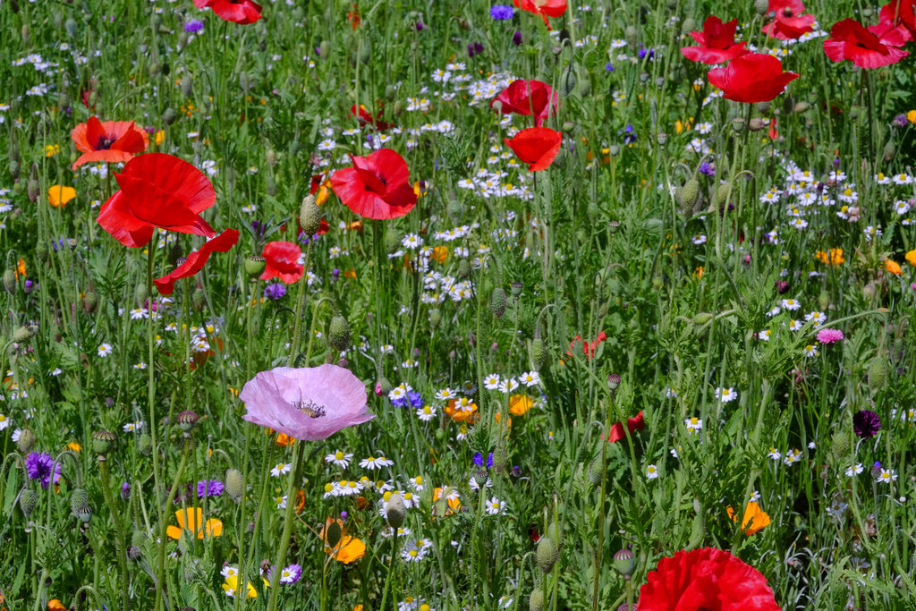 Wisley RHS Gardens X-T1 Olympus 50mm Macro 9