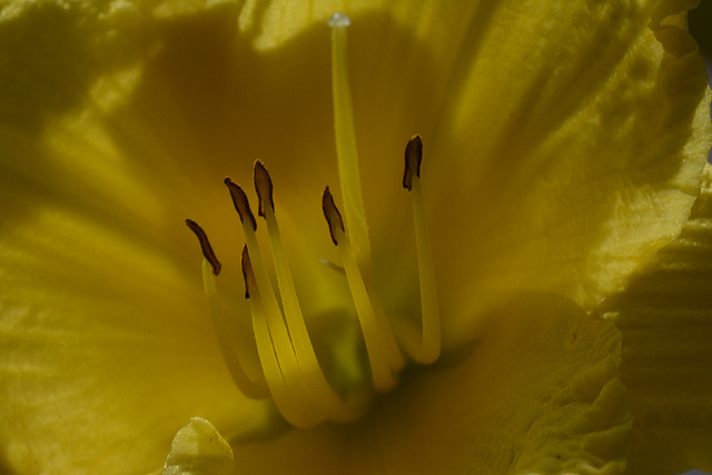 Stamen! Put that pistil down!