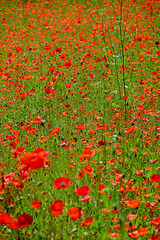 Wisley RHS Gardens X-T1 18-55 1