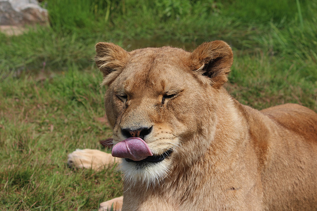 Lioness.