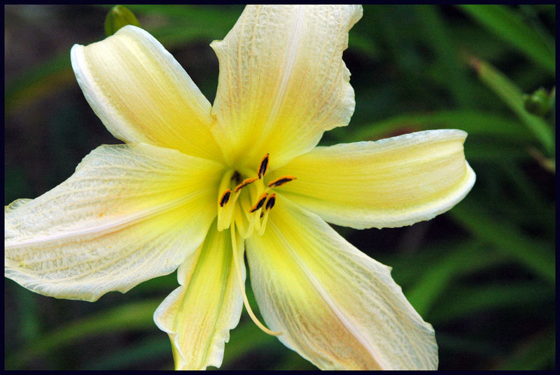 Yellow Daylily