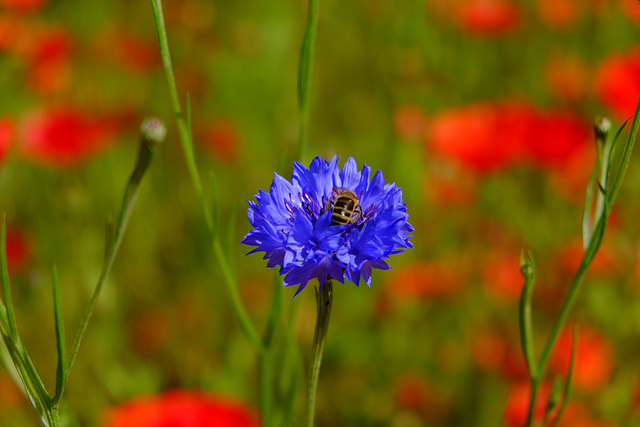 Wisley RHS Gardens X-T1 18-55 2