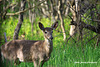 Cerf de virginie