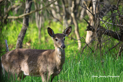 Cerf de virginie