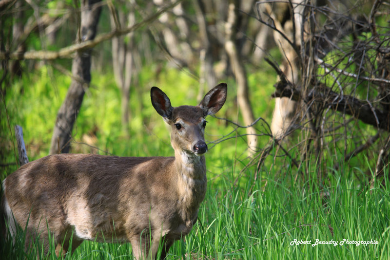 Cerf de virginie