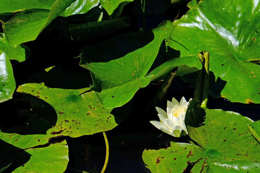 Wisley RHS Gardens X-T1 18-55 3