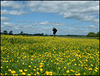 photographer in buttercups