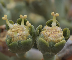 Euphorbia obesa - männliche Blüte