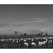 Sheep in paddock after shearing