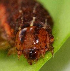 Caterpillar