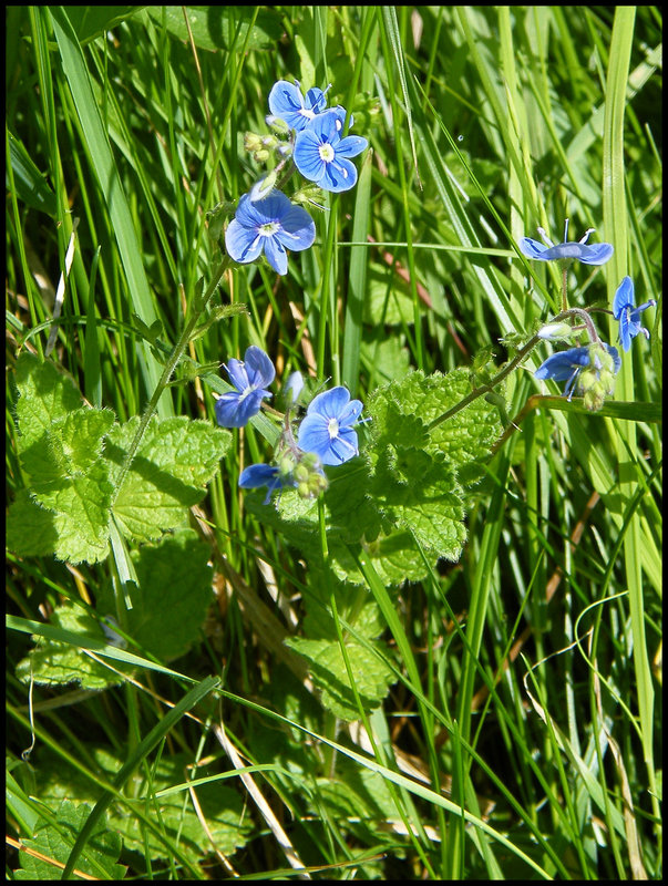 blue speedwell blue speedwell