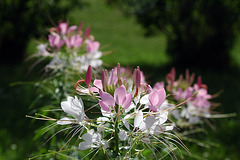 Cleome