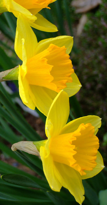 Daffy about Daffies