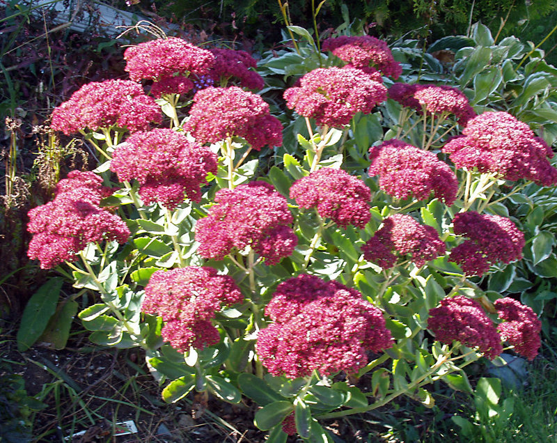 Sedum