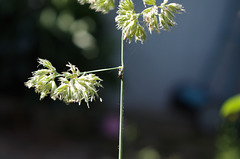 Mon petit jardin