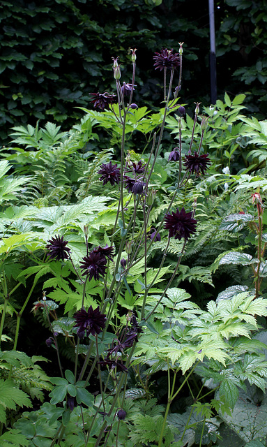 Les sept péchés capitaux-Aquilegia stellata et Cimicifuga
