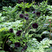 Les sept péchés capitaux-Aquilegia stellata et Cimicifuga