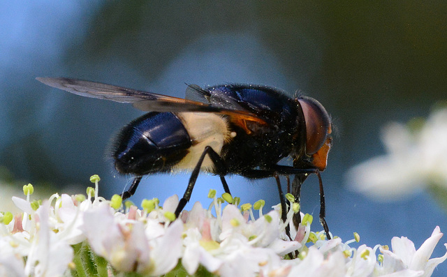 Hoverfly....Volucella pellucens