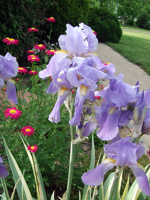 Iris & Painted Daisies