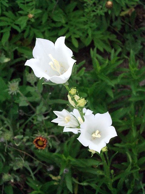 Bellflower