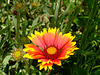 Blanket Flower