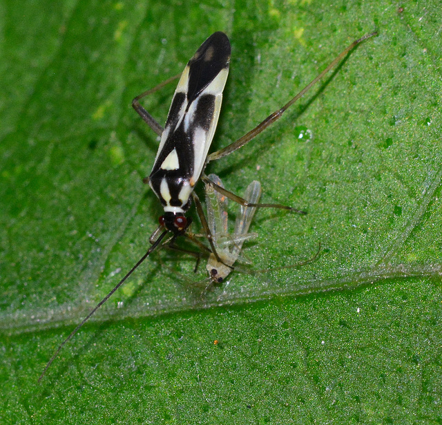 Grypocoris stysi