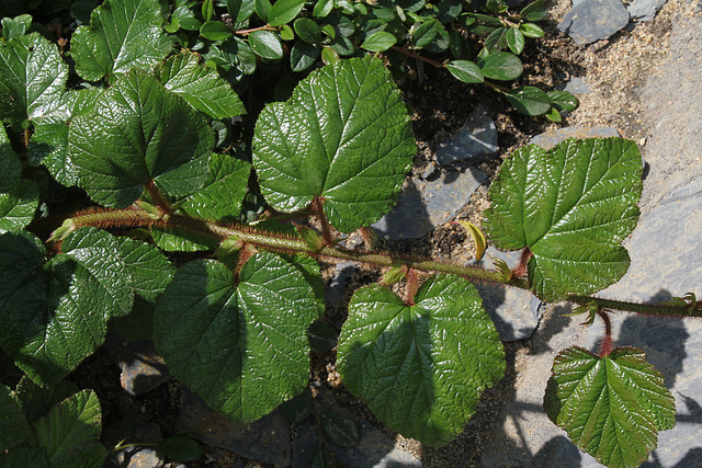 Les sept péchés capitaux-Rubus tricolor