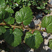 Les sept péchés capitaux-Rubus tricolor