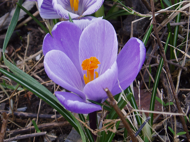 Crocus!