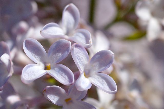 Lilacs