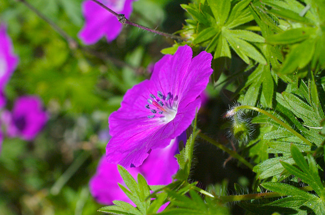 Cranesbill