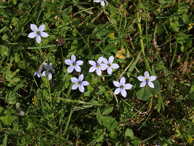 Ipheion