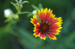 Blanket Flower