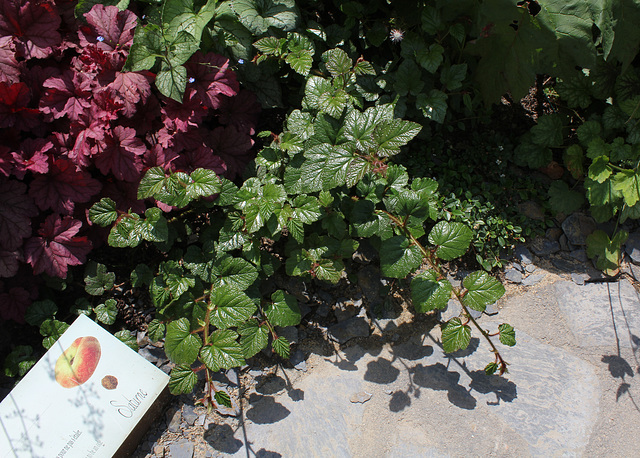 Les sept péchés capitaux-Rubus tricolor