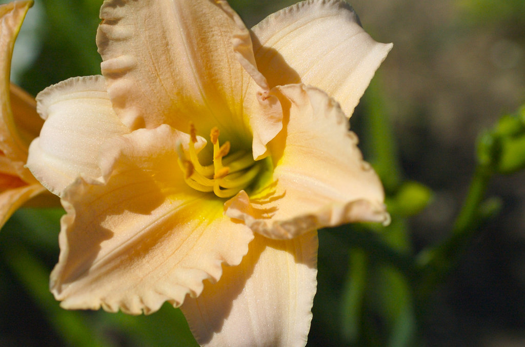 Daylily