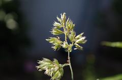 Mon petit jardin