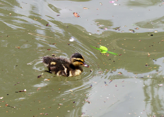 Duckling