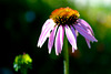 Coneflower