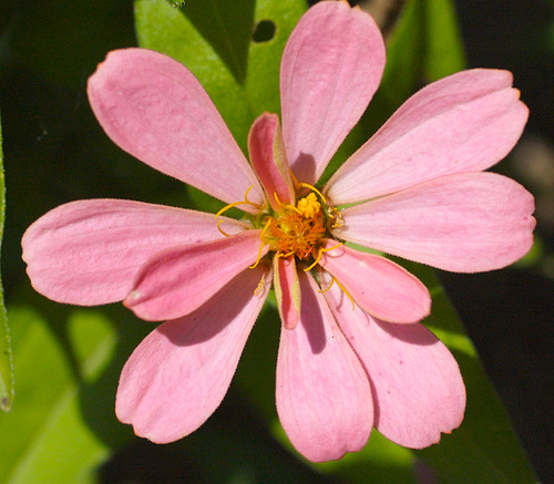 Zinnia