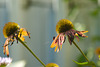 Old Coneflowers