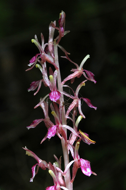 Western Coralroot