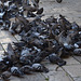 pigeons on the street