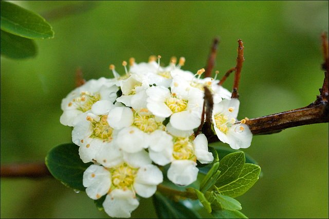 A Spirea Bouquet