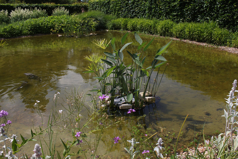 Bassin -Cyperus et Thalia